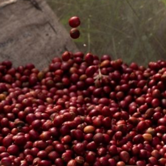 L'Élégant-Chocolat noir et une pointe fruité