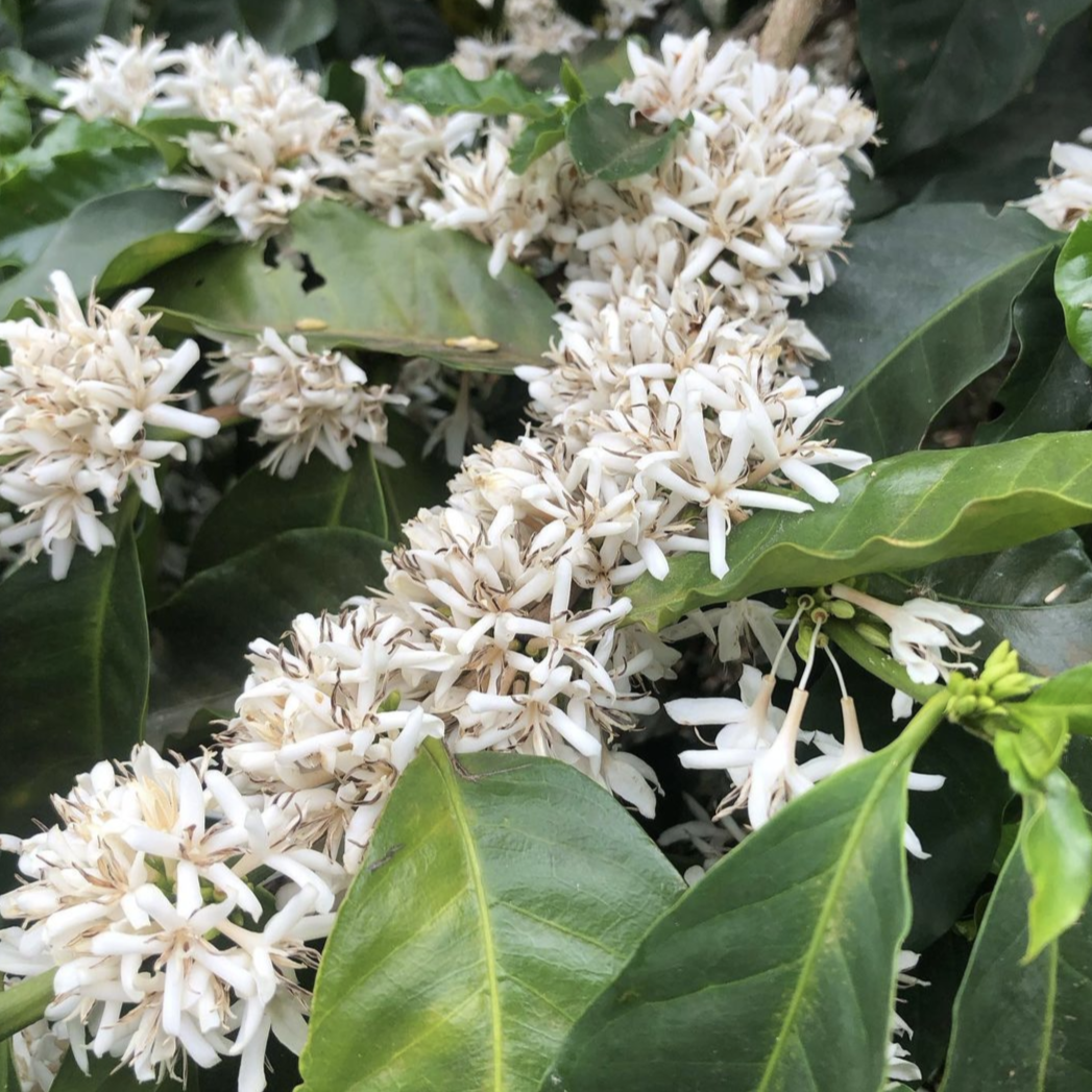 Éphémère - El Salvador
