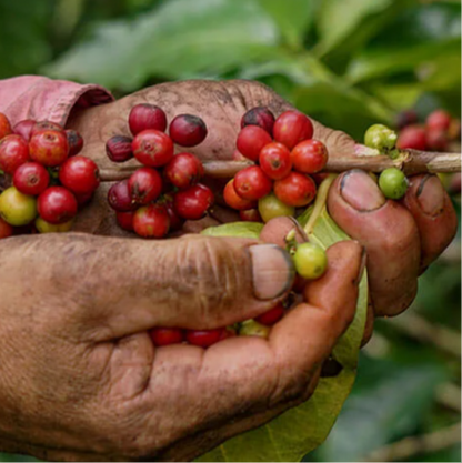 Ephémère Costa Rica