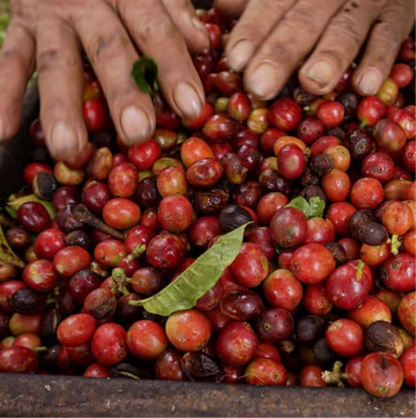 Ephémère Costa Rica