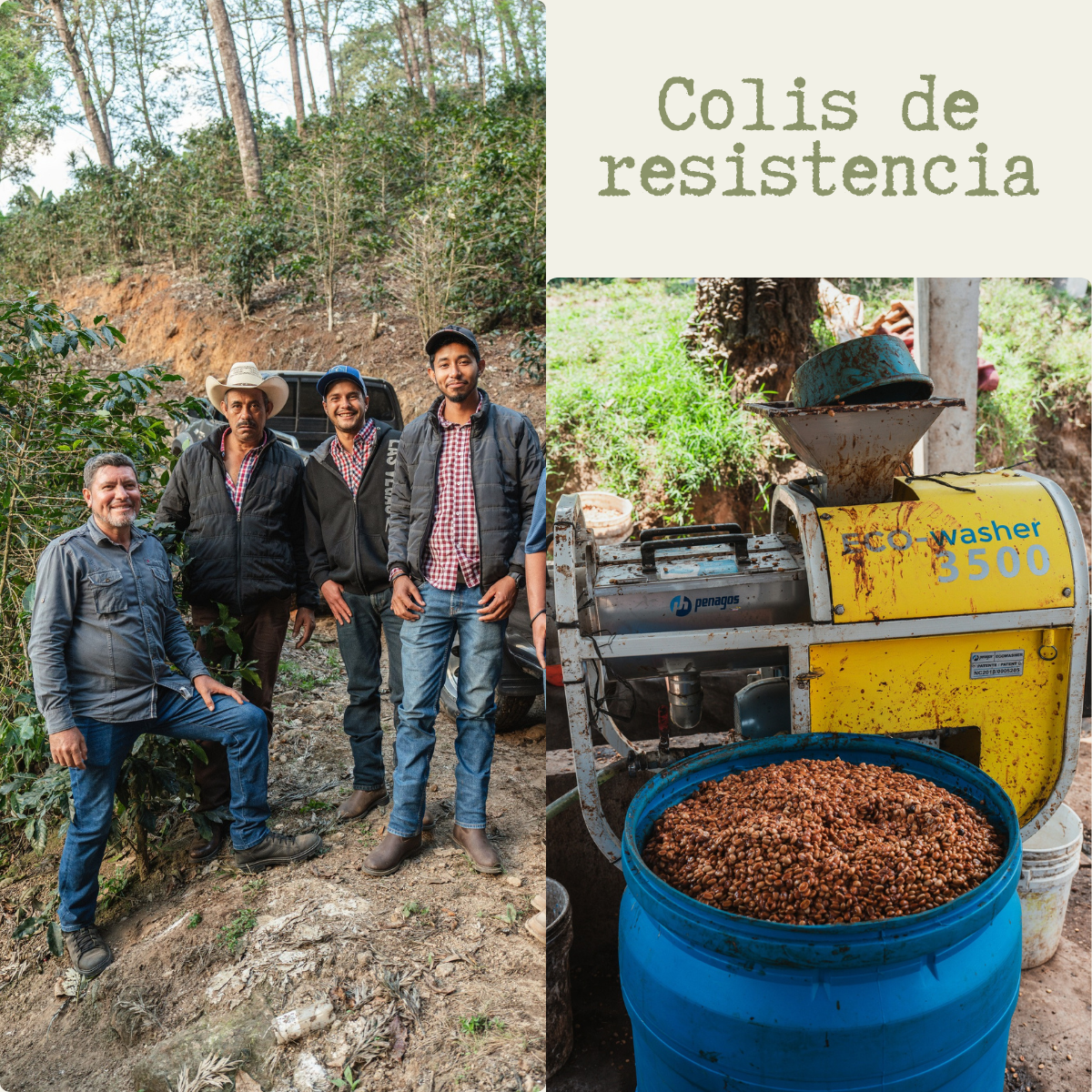 Le Campi (auparavant l'Ambicieux) - Chocolat au lait et noix